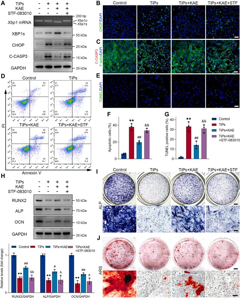 https://cdn.ncbi.nlm.nih.gov/pmc/blobs/74dc/11223082/e297d9e3cf2b/gr8.jpg