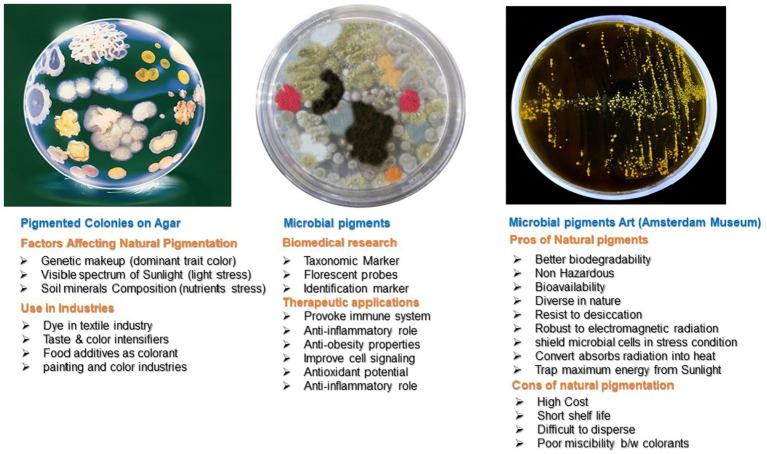 https://cdn.ncbi.nlm.nih.gov/pmc/blobs/74e1/11184166/9c74ac24ed84/fmicb-15-1348758-g003.jpg