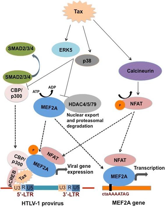 https://cdn.ncbi.nlm.nih.gov/pmc/blobs/74e1/4374383/68875abcb39c/12977_2015_140_Fig9_HTML.jpg