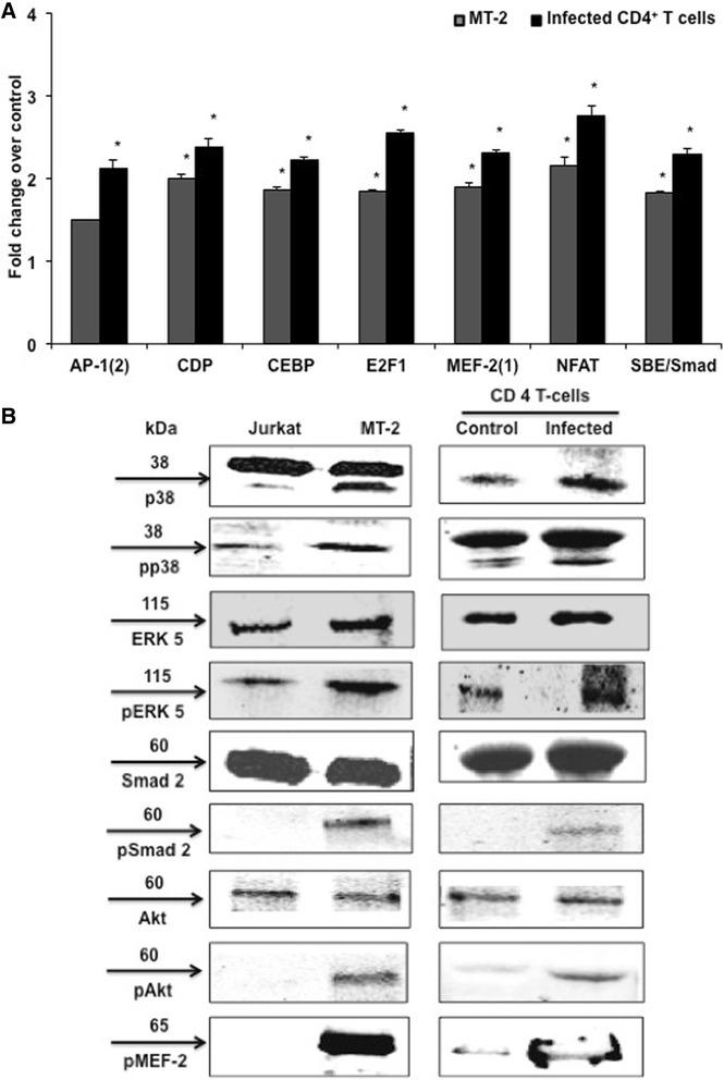 https://cdn.ncbi.nlm.nih.gov/pmc/blobs/74e1/4374383/7506c4715610/12977_2015_140_Fig8_HTML.jpg