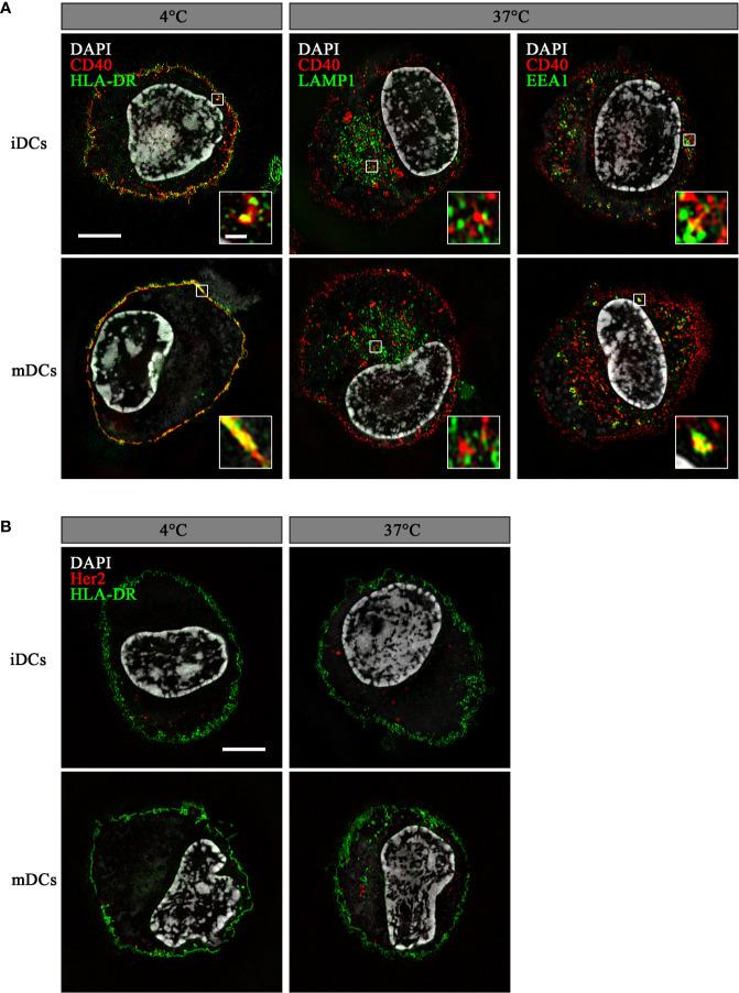 https://cdn.ncbi.nlm.nih.gov/pmc/blobs/74e1/7689061/65614b52ec28/fimmu-11-602802-g002.jpg