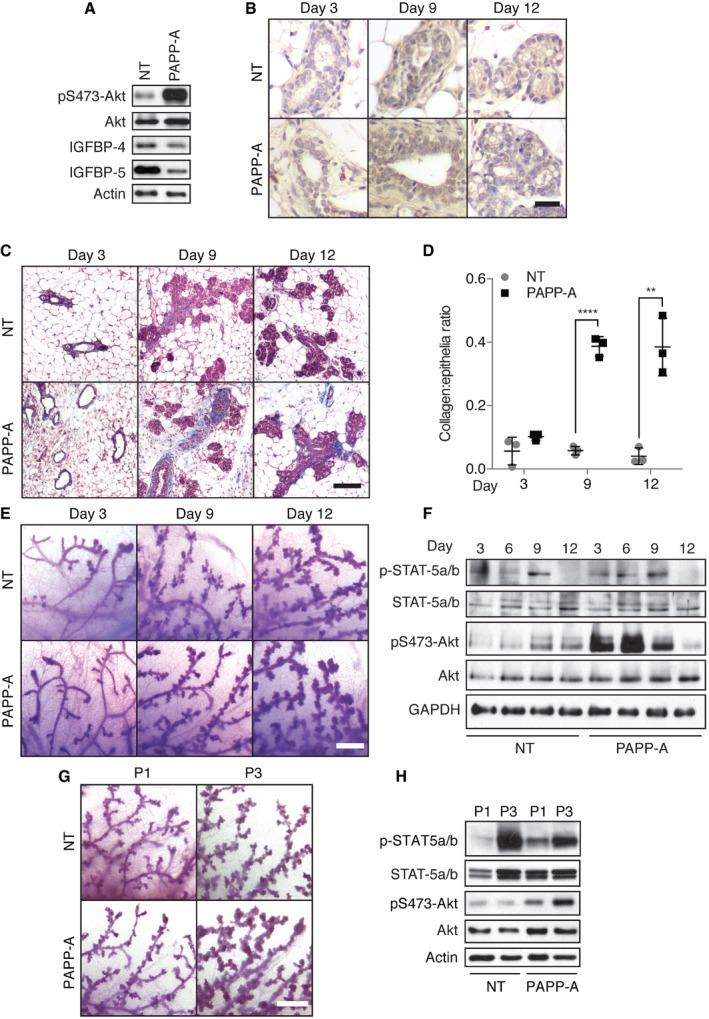 https://cdn.ncbi.nlm.nih.gov/pmc/blobs/74ef/4818749/55c7d220224d/EMMM-8-388-g006.jpg