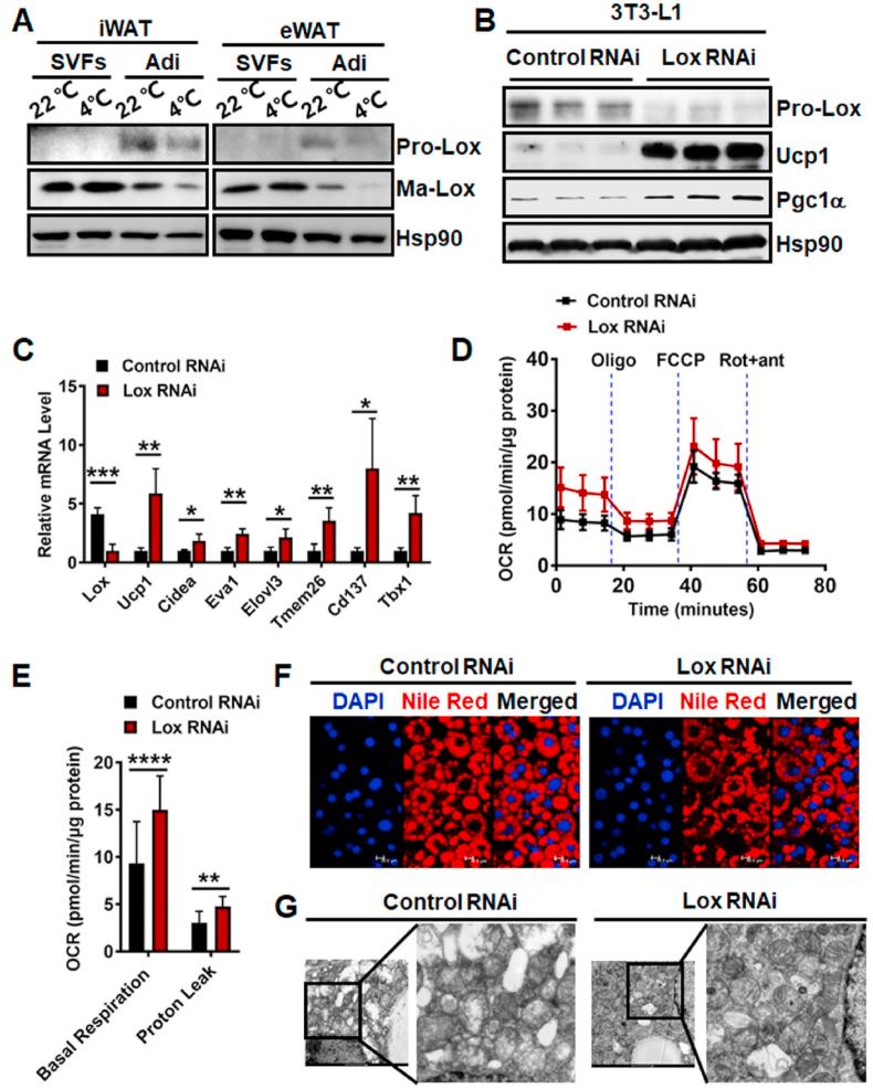 https://cdn.ncbi.nlm.nih.gov/pmc/blobs/74f1/8720662/1b7834e39105/gr5.jpg