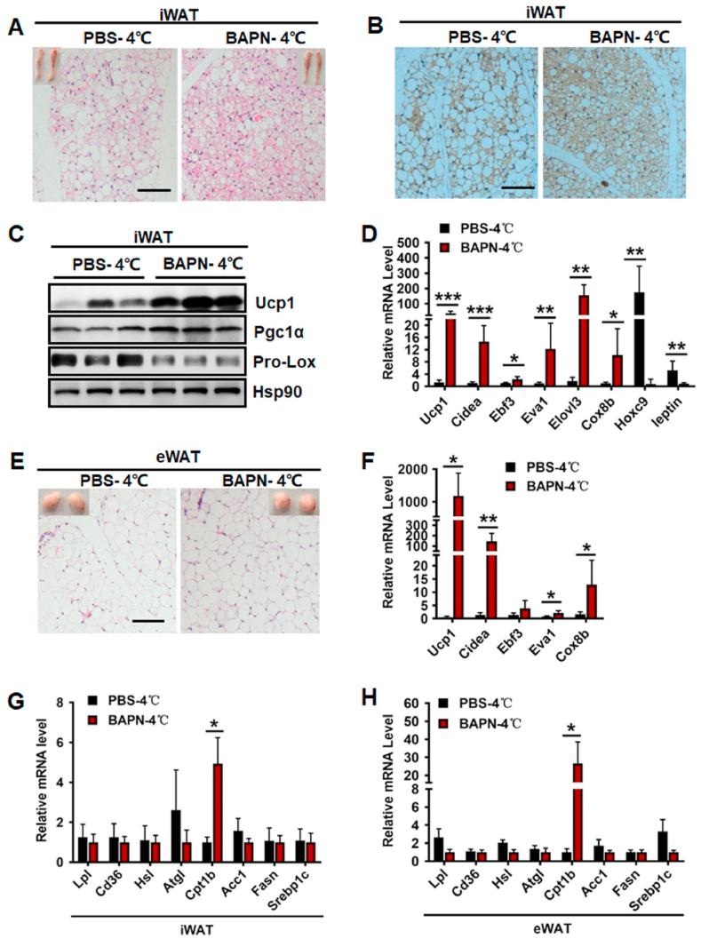 https://cdn.ncbi.nlm.nih.gov/pmc/blobs/74f1/8720662/3cc9ece59b37/gr4.jpg