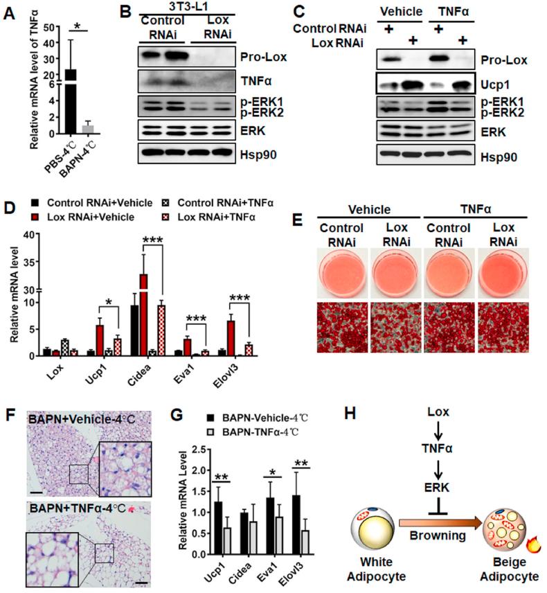 https://cdn.ncbi.nlm.nih.gov/pmc/blobs/74f1/8720662/9ca9886e17b3/gr6.jpg