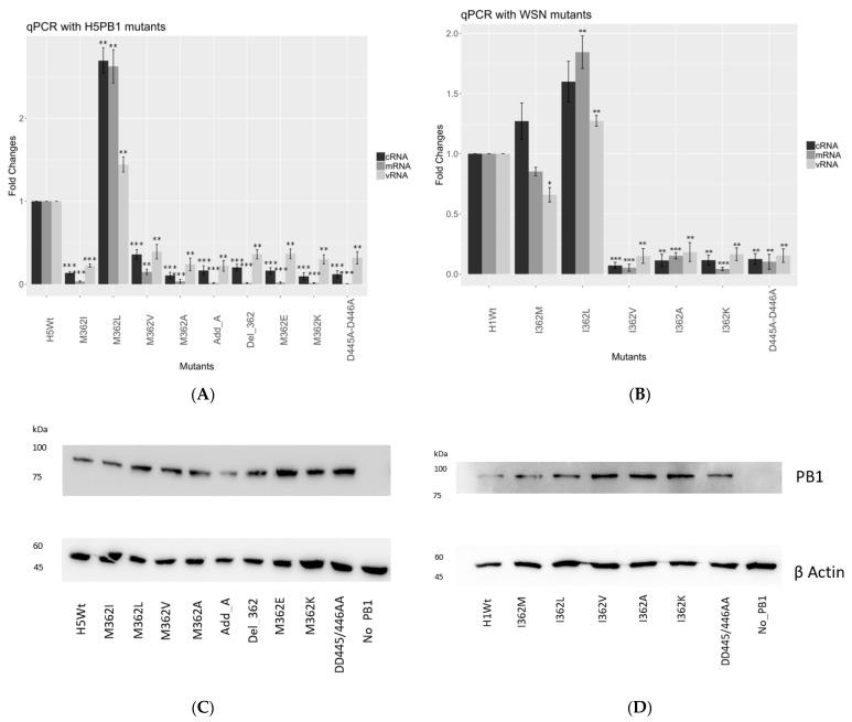 https://cdn.ncbi.nlm.nih.gov/pmc/blobs/74f1/9967172/53315dc52ea6/viruses-15-00396-g002.jpg
