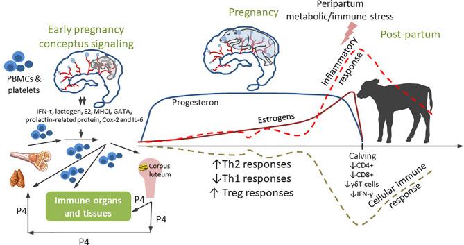 https://cdn.ncbi.nlm.nih.gov/pmc/blobs/74f3/8276037/6057b499f376/fimmu-12-643206-g001.jpg