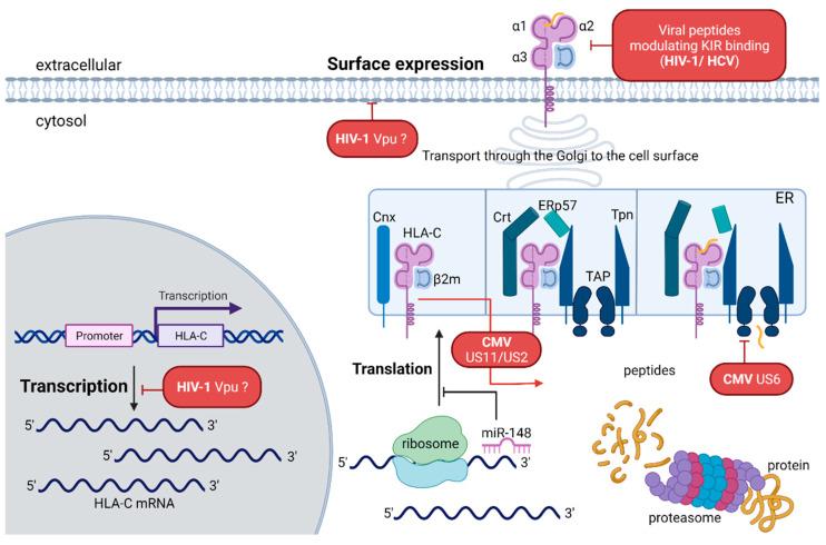 https://cdn.ncbi.nlm.nih.gov/pmc/blobs/74f7/8620871/1a08dcab4d3d/cells-10-03108-g004.jpg