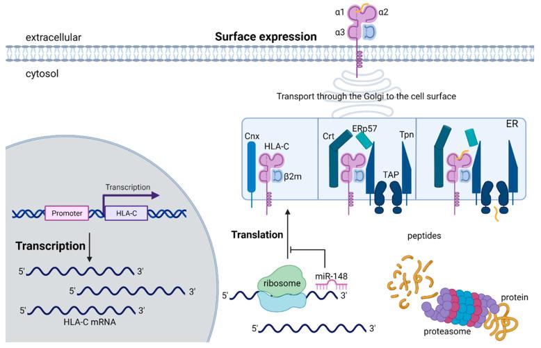 https://cdn.ncbi.nlm.nih.gov/pmc/blobs/74f7/8620871/22ac255f9eb6/cells-10-03108-g002.jpg
