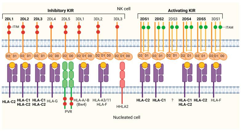 https://cdn.ncbi.nlm.nih.gov/pmc/blobs/74f7/8620871/e02630954290/cells-10-03108-g003.jpg