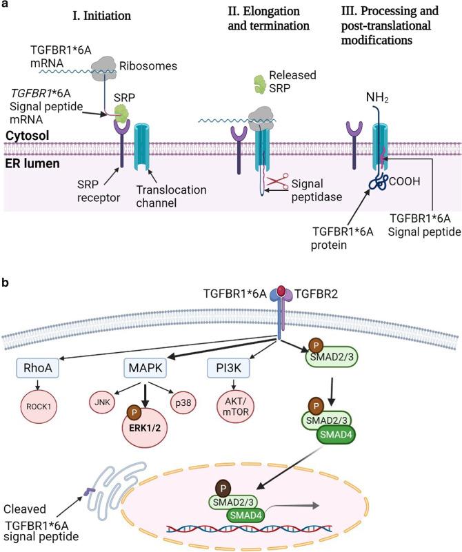 https://cdn.ncbi.nlm.nih.gov/pmc/blobs/74f7/9296458/ed743ecc29f2/41523_2022_446_Fig3_HTML.jpg