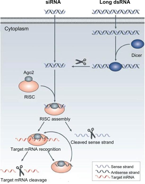 https://cdn.ncbi.nlm.nih.gov/pmc/blobs/74f8/3582316/78e7d9ec37e2/dddt-7-117Fig3.jpg