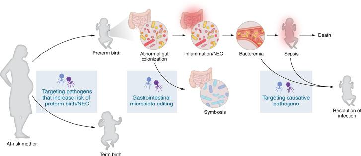 https://cdn.ncbi.nlm.nih.gov/pmc/blobs/74f9/12126222/492a7e930abf/jci-135-184323-g213.jpg