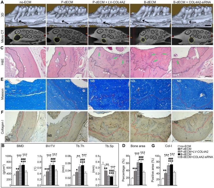 https://cdn.ncbi.nlm.nih.gov/pmc/blobs/74fa/6599665/ae51e396ef8a/thnov09p4265g009.jpg