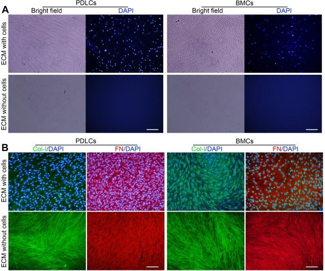https://cdn.ncbi.nlm.nih.gov/pmc/blobs/74fa/6599665/c467c789d37c/thnov09p4265g002.jpg