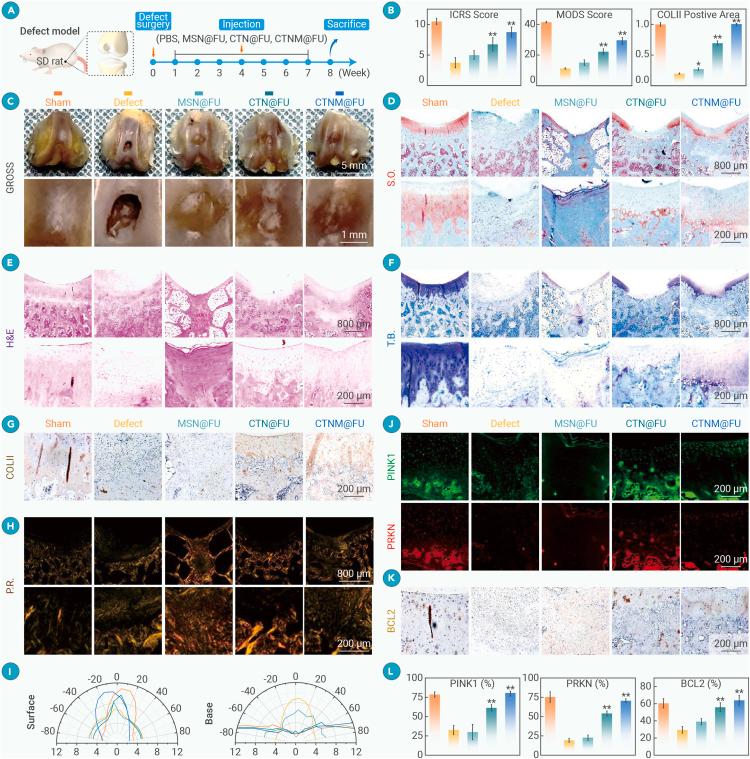 https://cdn.ncbi.nlm.nih.gov/pmc/blobs/74fc/12277764/4b33320ccaa1/gr5.jpg
