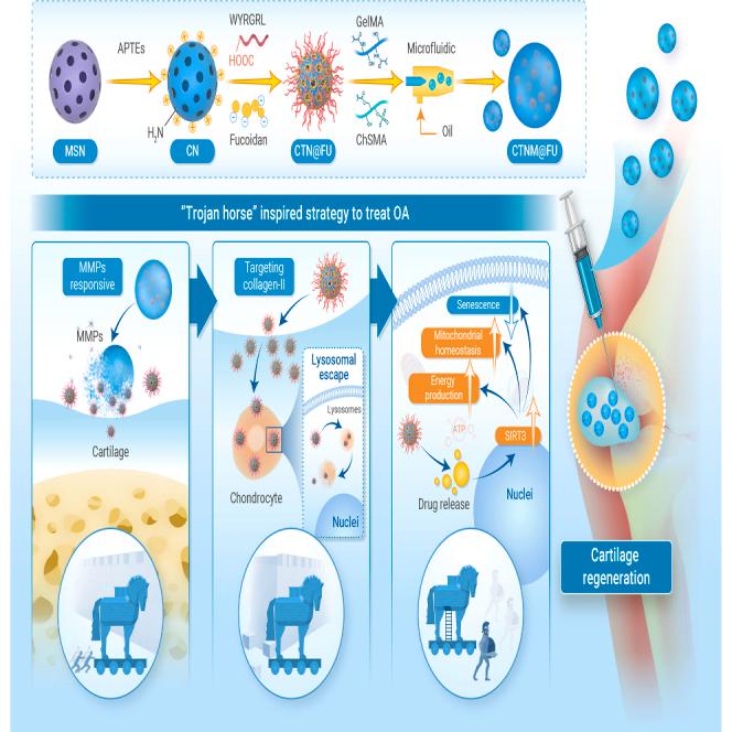 https://cdn.ncbi.nlm.nih.gov/pmc/blobs/74fc/12277764/87ff88f2f2e3/fx1.jpg