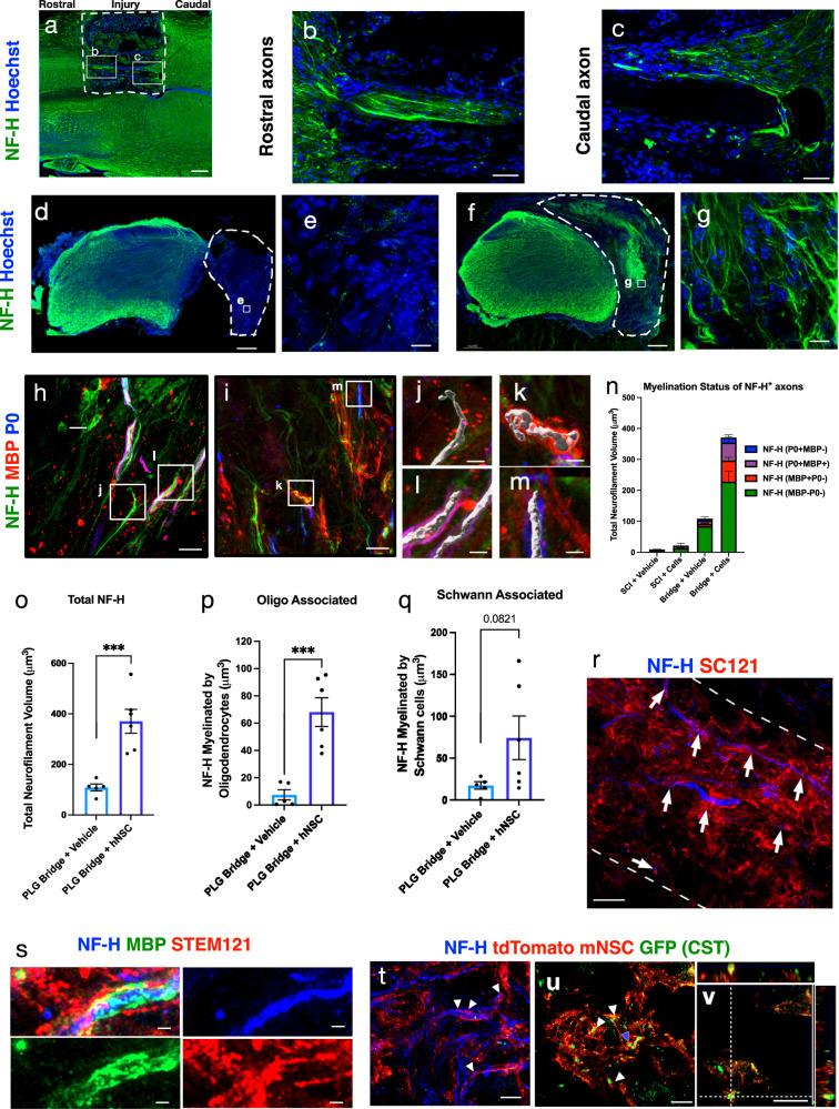 https://cdn.ncbi.nlm.nih.gov/pmc/blobs/74ff/10948859/0f571e17e4ab/41536_2024_356_Fig6_HTML.jpg