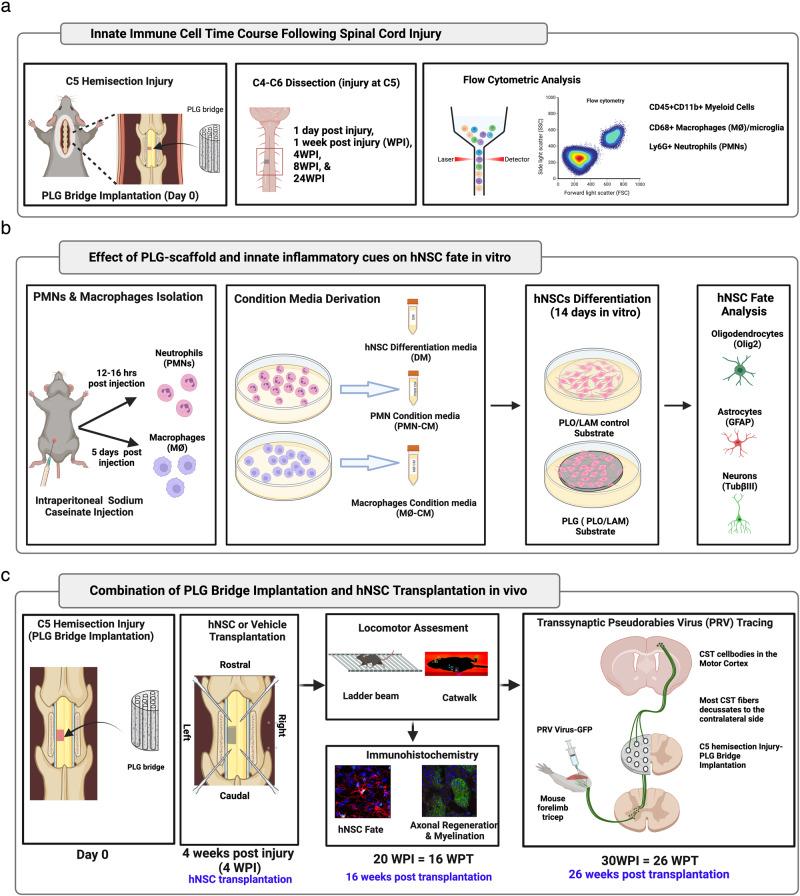 https://cdn.ncbi.nlm.nih.gov/pmc/blobs/74ff/10948859/29b1a15c5d80/41536_2024_356_Fig1_HTML.jpg