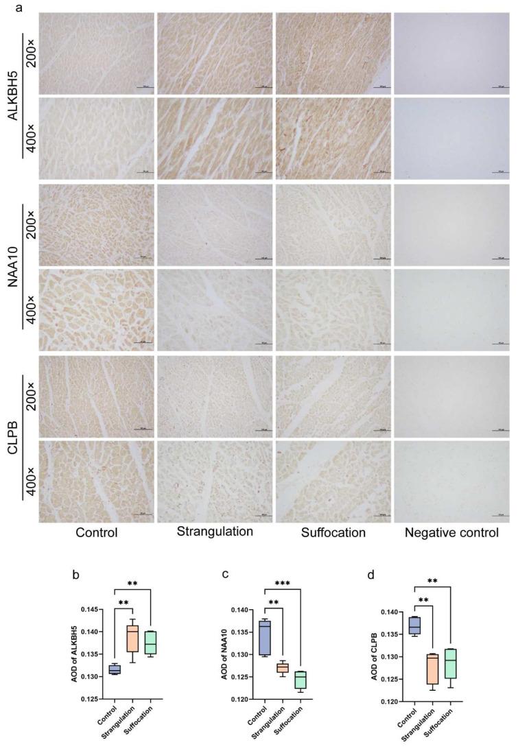 https://cdn.ncbi.nlm.nih.gov/pmc/blobs/74ff/11641810/c1ae947f4066/ijms-25-12710-g004.jpg