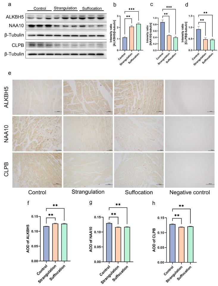 https://cdn.ncbi.nlm.nih.gov/pmc/blobs/74ff/11641810/f388934759de/ijms-25-12710-g003.jpg
