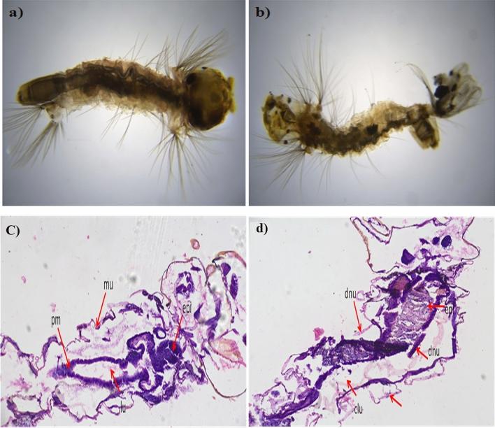 https://cdn.ncbi.nlm.nih.gov/pmc/blobs/7501/7806947/37efeda1b217/41598_2020_80327_Fig13_HTML.jpg