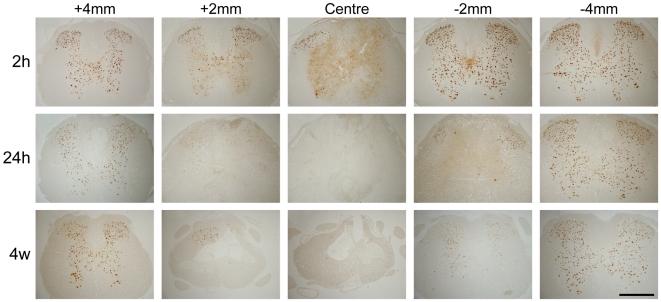 https://cdn.ncbi.nlm.nih.gov/pmc/blobs/7502/2918504/13b2bd98d7f7/pone.0012021.g005.jpg
