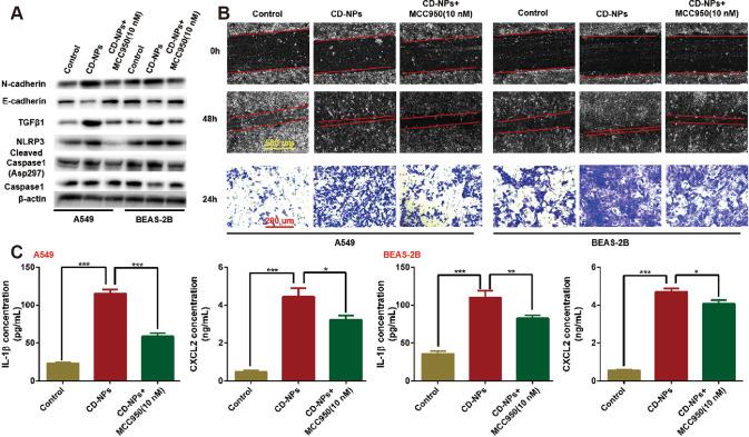 https://cdn.ncbi.nlm.nih.gov/pmc/blobs/7504/9800584/d3c24686c79e/41420_2022_1291_Fig7_HTML.jpg