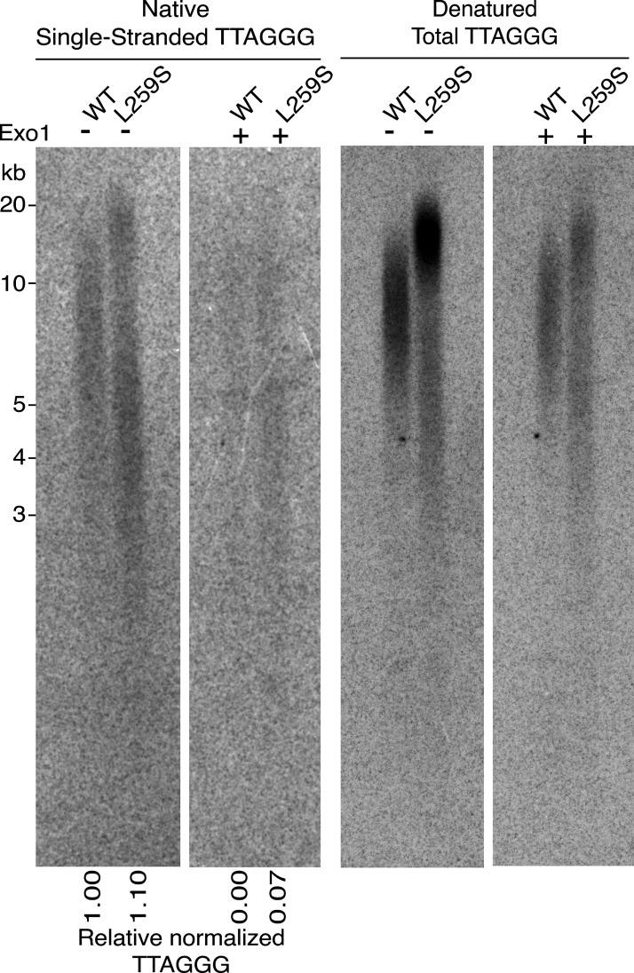 https://cdn.ncbi.nlm.nih.gov/pmc/blobs/750b/9014792/50164caa0cde/JEM_20211681_Fig6.jpg