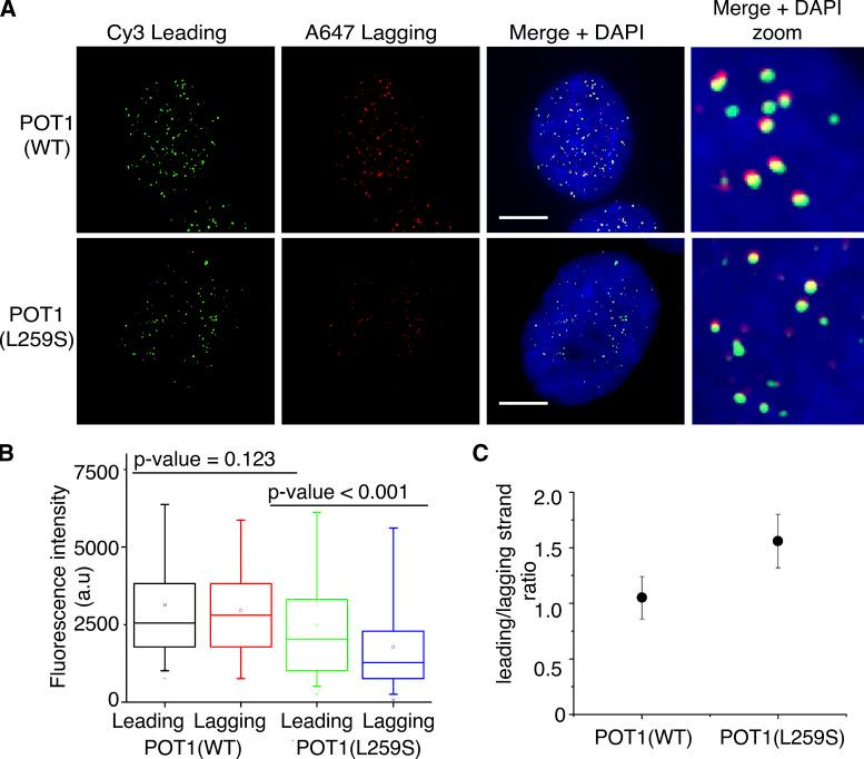 https://cdn.ncbi.nlm.nih.gov/pmc/blobs/750b/9014792/9f2716e44ff2/JEM_20211681_Fig5.jpg