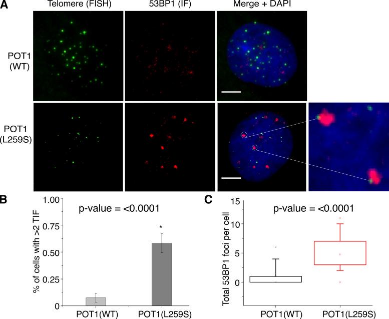 https://cdn.ncbi.nlm.nih.gov/pmc/blobs/750b/9014792/be375055f91b/JEM_20211681_Fig8.jpg