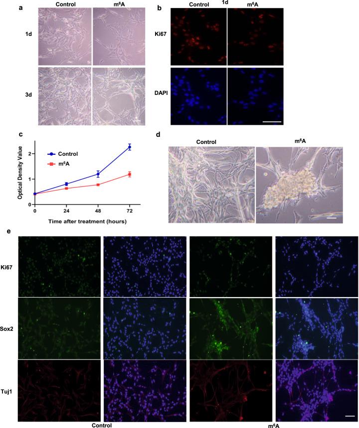 https://cdn.ncbi.nlm.nih.gov/pmc/blobs/750b/9061847/32c34850ff63/41421_2022_399_Fig8_HTML.jpg