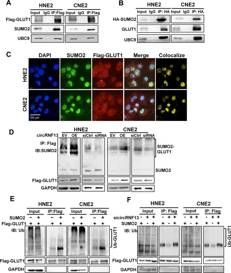 https://cdn.ncbi.nlm.nih.gov/pmc/blobs/750c/8406723/767712df18cd/12943_2021_1409_Fig7_HTML.jpg