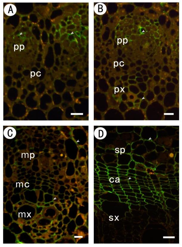 https://cdn.ncbi.nlm.nih.gov/pmc/blobs/7511/5578106/dc5cb9cb3460/ijms-18-01716-g005.jpg