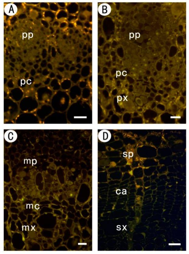 https://cdn.ncbi.nlm.nih.gov/pmc/blobs/7511/5578106/e02596eafa56/ijms-18-01716-g002.jpg
