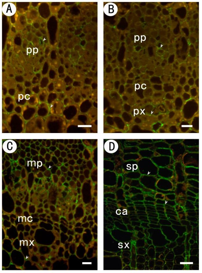 https://cdn.ncbi.nlm.nih.gov/pmc/blobs/7511/5578106/e30d84d25b2b/ijms-18-01716-g004.jpg