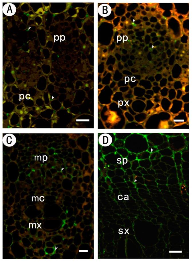 https://cdn.ncbi.nlm.nih.gov/pmc/blobs/7511/5578106/f462805d9f81/ijms-18-01716-g003.jpg