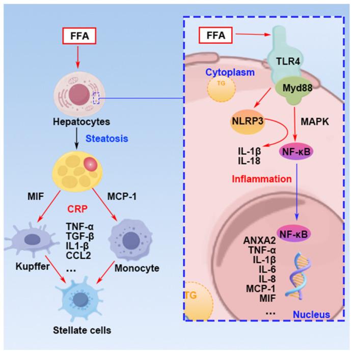 https://cdn.ncbi.nlm.nih.gov/pmc/blobs/7513/11644300/5ac8937f4b1b/nutrients-16-04208-g006.jpg