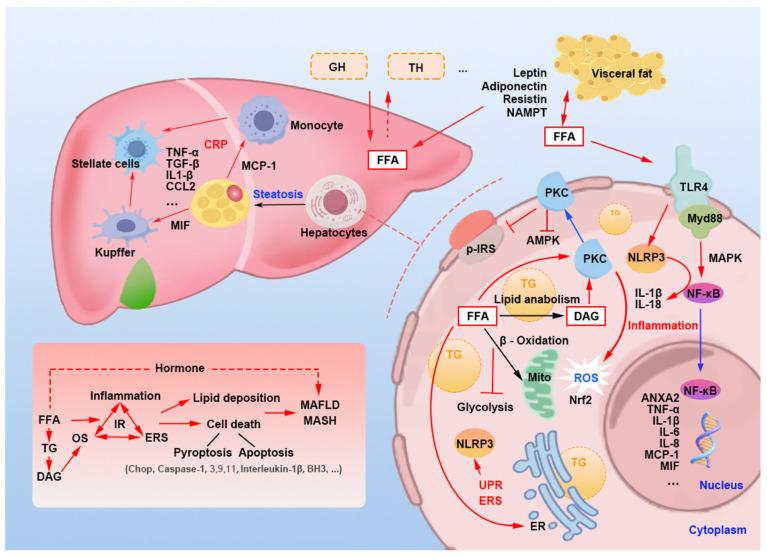 https://cdn.ncbi.nlm.nih.gov/pmc/blobs/7513/11644300/e0de9ca58615/nutrients-16-04208-g007.jpg