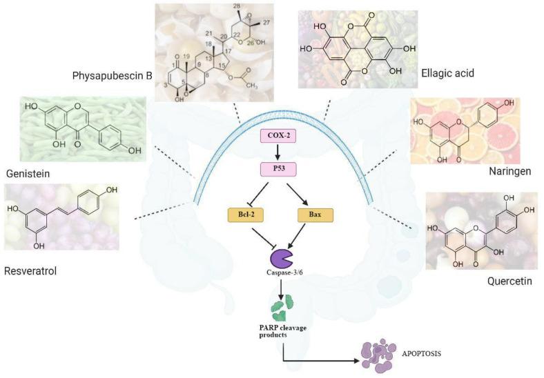 https://cdn.ncbi.nlm.nih.gov/pmc/blobs/7513/12347401/cbb101469fc6/ijms-26-07350-g003.jpg