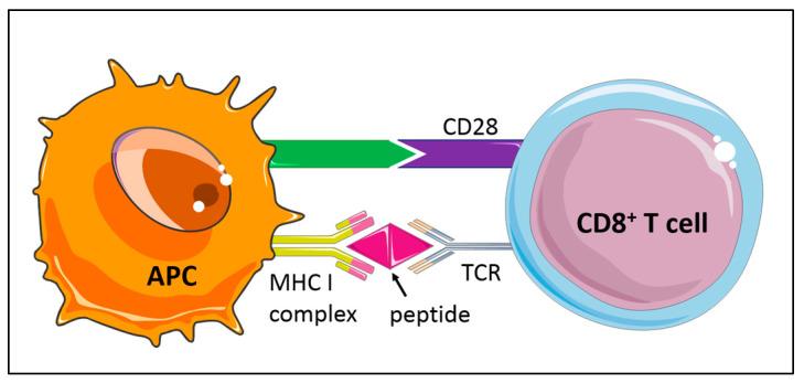 https://cdn.ncbi.nlm.nih.gov/pmc/blobs/7513/7823404/691b9dc28270/cells-10-00037-g002.jpg