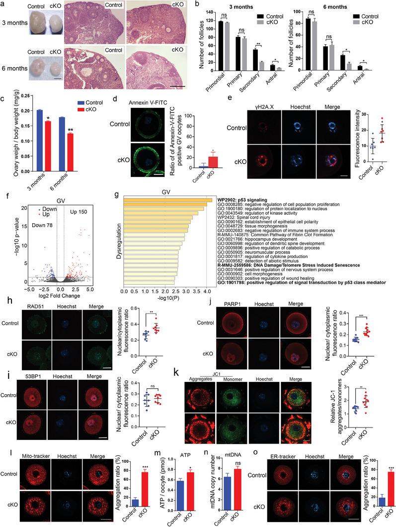 https://cdn.ncbi.nlm.nih.gov/pmc/blobs/751b/11132066/6fde452306bf/ADVS-11-2308018-g002.jpg