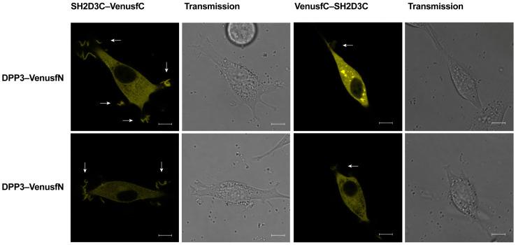 https://cdn.ncbi.nlm.nih.gov/pmc/blobs/751d/10532290/247ab236bb33/ijms-24-14178-g004.jpg