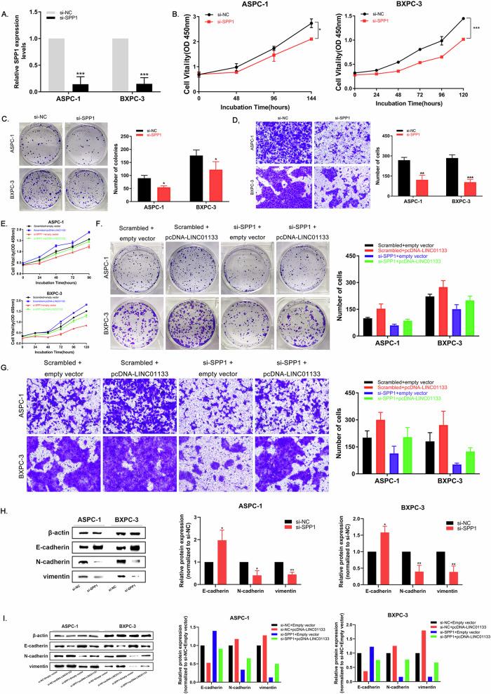 https://cdn.ncbi.nlm.nih.gov/pmc/blobs/751d/11237081/48c42db6d606/41419_2024_6876_Fig6_HTML.jpg