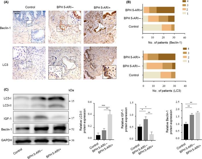 https://cdn.ncbi.nlm.nih.gov/pmc/blobs/751f/6536403/a3453a22b160/CPR-52-e12590-g002.jpg