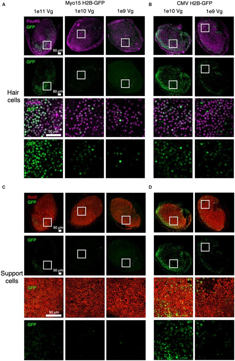 https://cdn.ncbi.nlm.nih.gov/pmc/blobs/7524/11215969/b4d932259cb8/fnmol-17-1376128-g001.jpg
