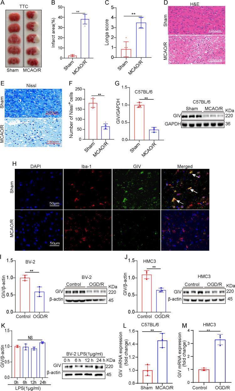 https://cdn.ncbi.nlm.nih.gov/pmc/blobs/7526/11953190/b9f831a31fcd/12035_2024_4604_Fig2_HTML.jpg