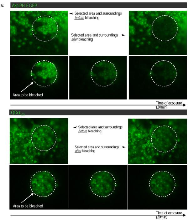 https://cdn.ncbi.nlm.nih.gov/pmc/blobs/752d/2799375/6fa854c25995/1477-3155-7-9-3.jpg