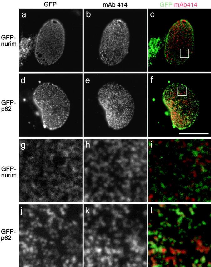 https://cdn.ncbi.nlm.nih.gov/pmc/blobs/7531/2199743/68ce13c4e15f/JCB9904078.f7.jpg