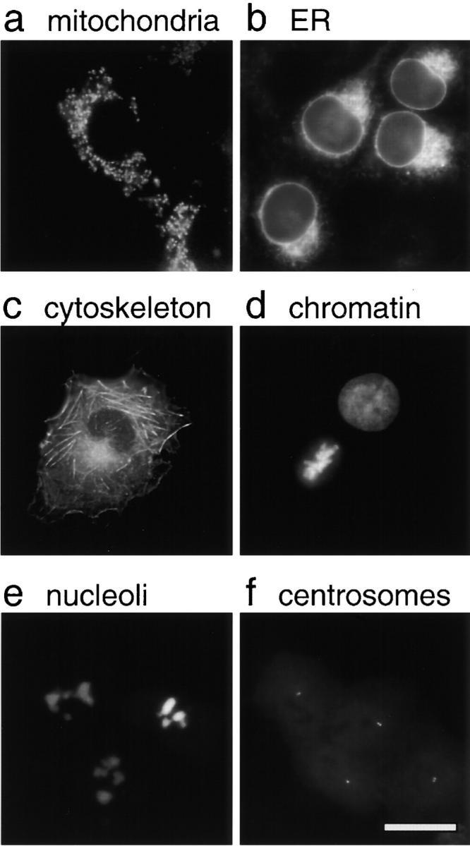 https://cdn.ncbi.nlm.nih.gov/pmc/blobs/7531/2199743/6997f5d15272/JCB9904078.f2.jpg